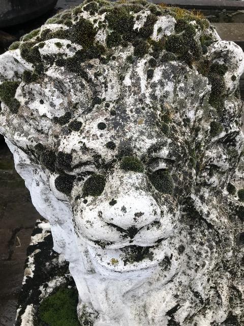 PAIR CONCRETE LIONS 
